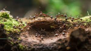 Ants Exterminator in Stamford Eliminating Your Ant Infestation Hassles