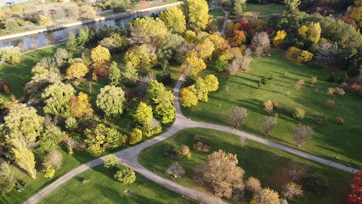 Sustaining Dallas's Urban Canopy: The Crucial Role of Tree Services