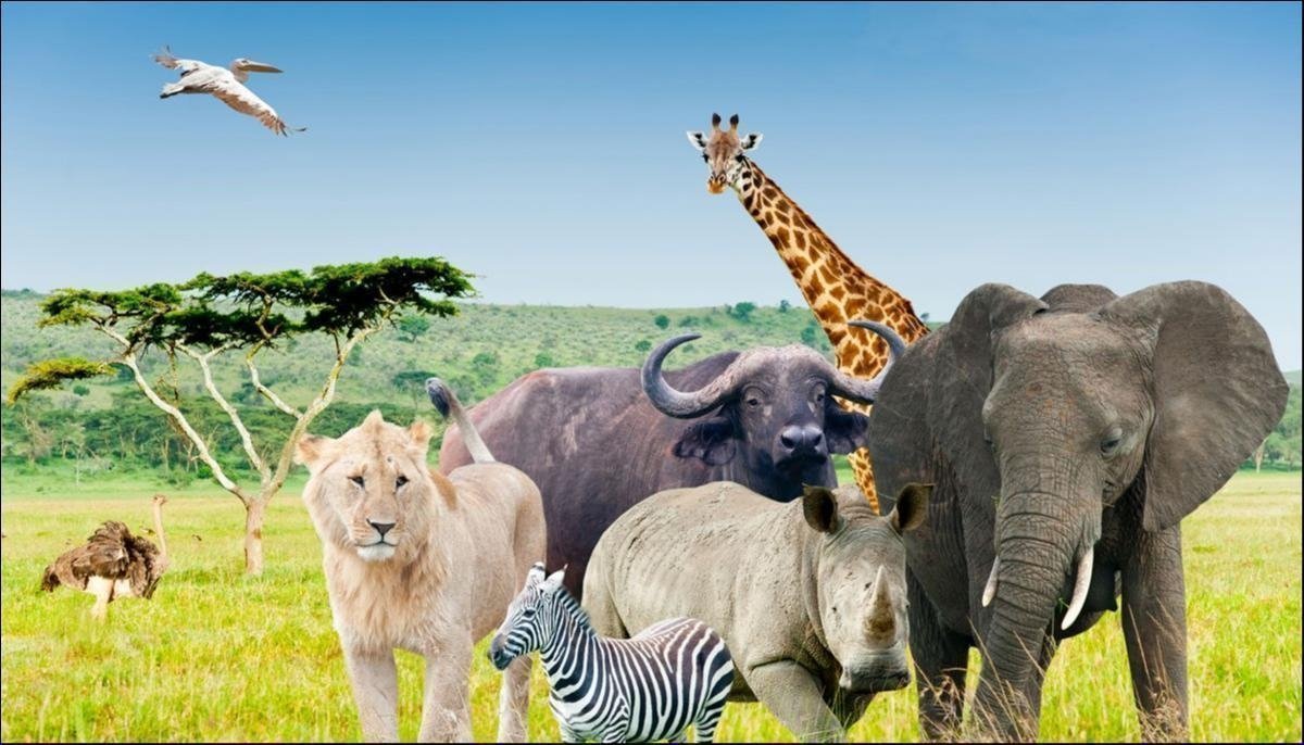 Roam the Serengeti: The Best African Safari Tours Unveiled