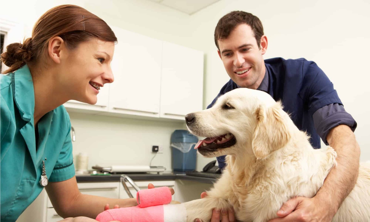 Comparing Pet Insurance Plans: Finding the Perfect Coverage for Your Pet