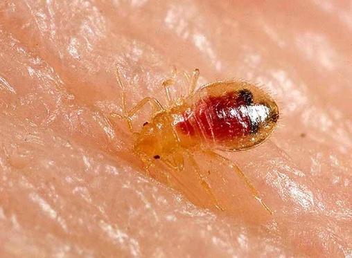 The Cost of Bed Bug Extermination: Is It Worth It?