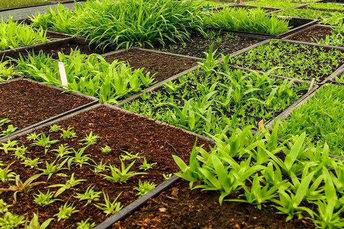 How can NPK fertilizer revolutionize your gardening efforts?