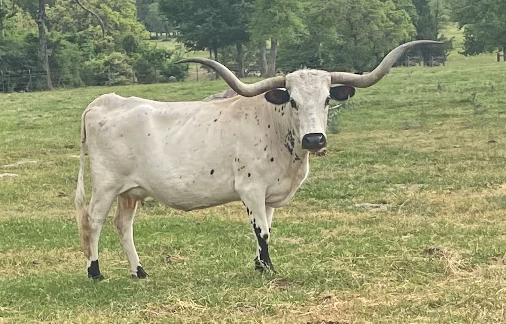 Tips for Buying Texas Longhorn Cows Safely and Successfully