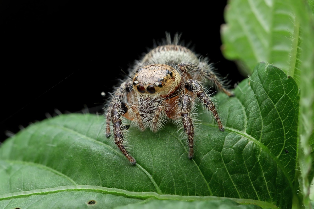Effective Spider Exterminator Services: Keeping Arachnids at Bay