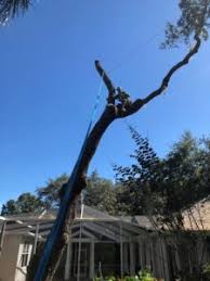 Enhance Your Landscape: The Importance of Tree Service in Valrico, FL