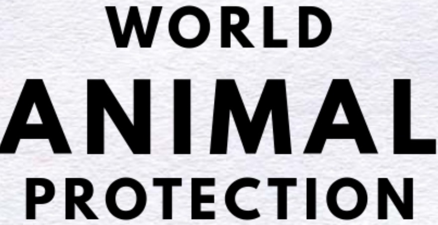 Everything you need to know about world animal protection organization