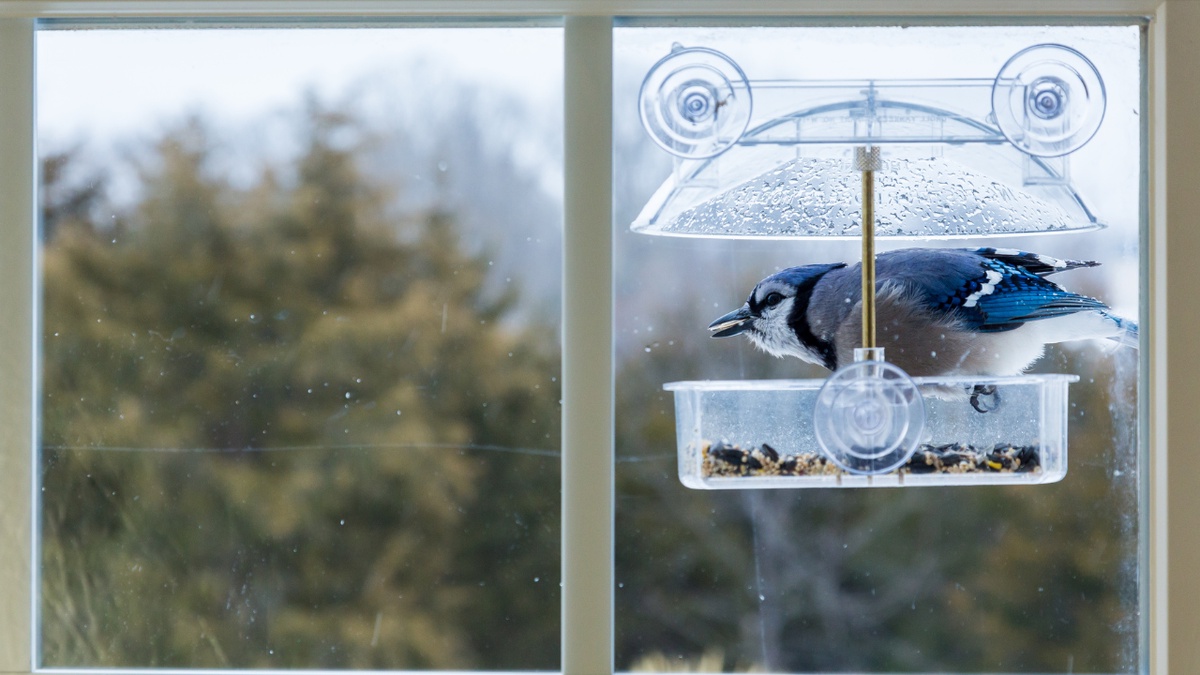 Ultimate Guide to Window Bird Feeders: Bringing Birds Closer to Your Urban Home