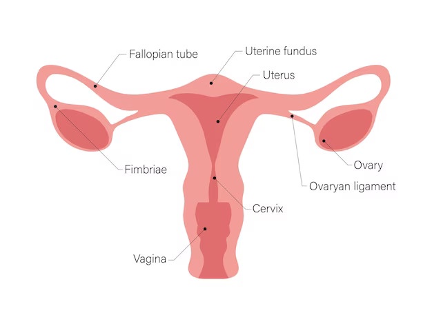 Ovarian Cancer: Causes, Types, Symptoms, Diagnosing and Treatment