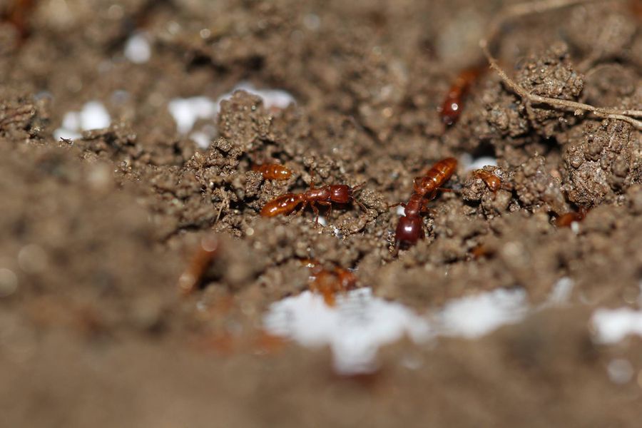 Ant Infestation? No Problem! Ants Exterminator in New Canaan Solutions