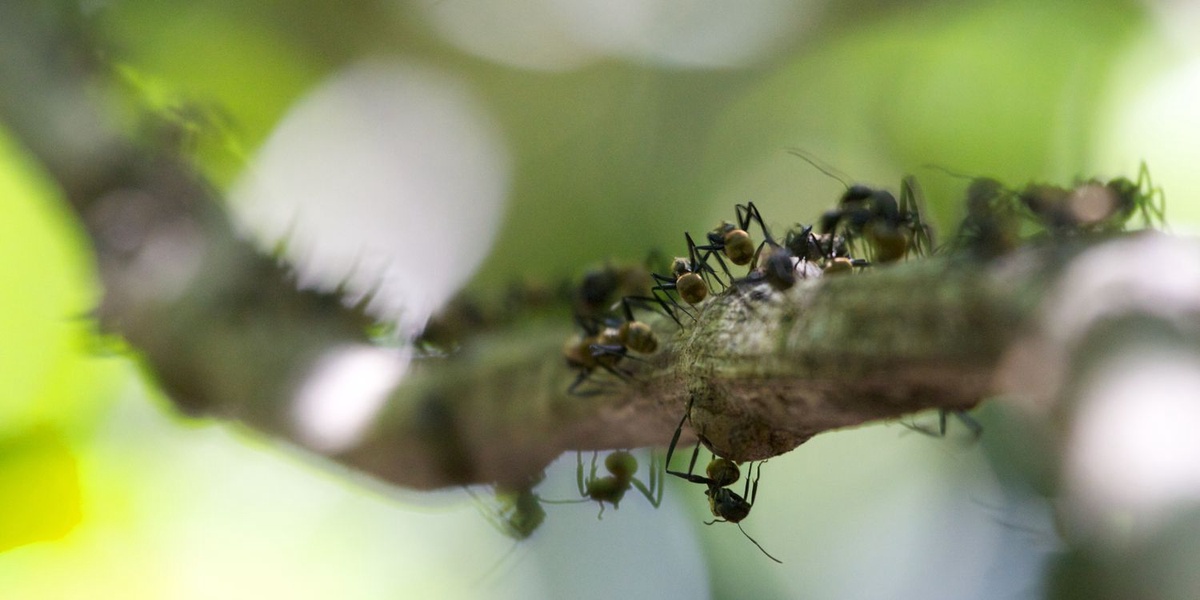 Battle the Ant Invasion Ants Exterminator in Wilton
