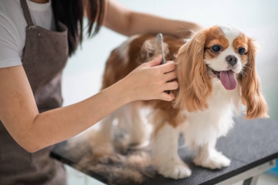 Essential Dog Grooming Routines for Busy Owners