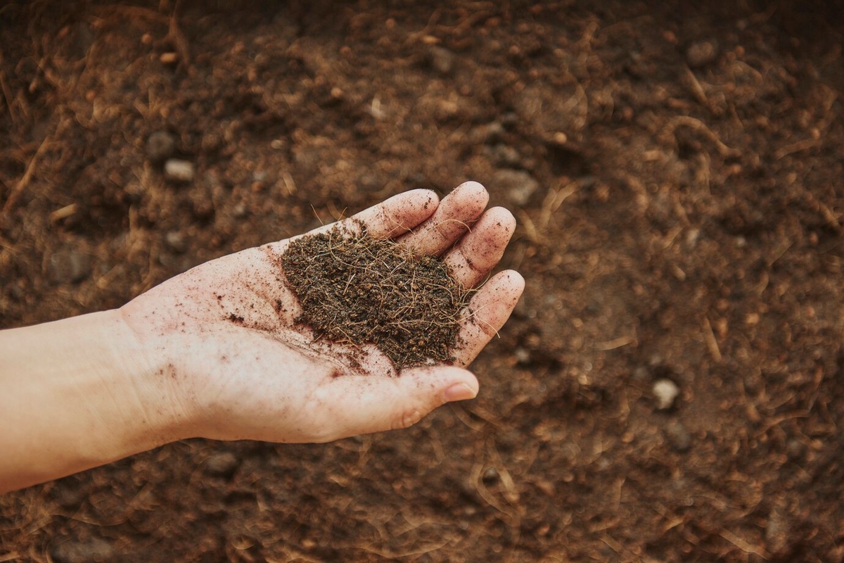 Everything You Ever Needed to Know About Mulch