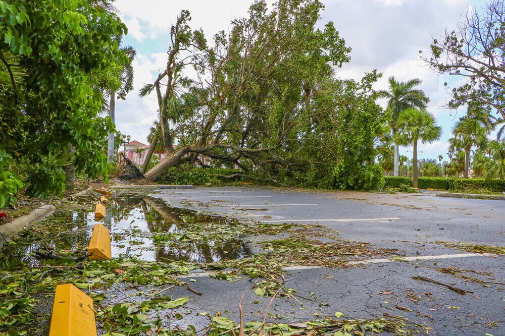 Understanding Tree Removal Techniques in Bonita Springs, FL