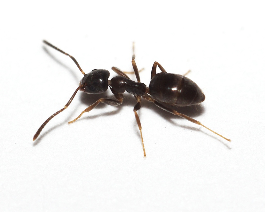 Protect Your Home Professional Ants Exterminator Service Available