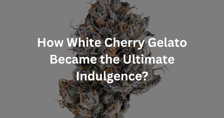 How White Cherry Gelato Became the Ultimate Indulgence?
