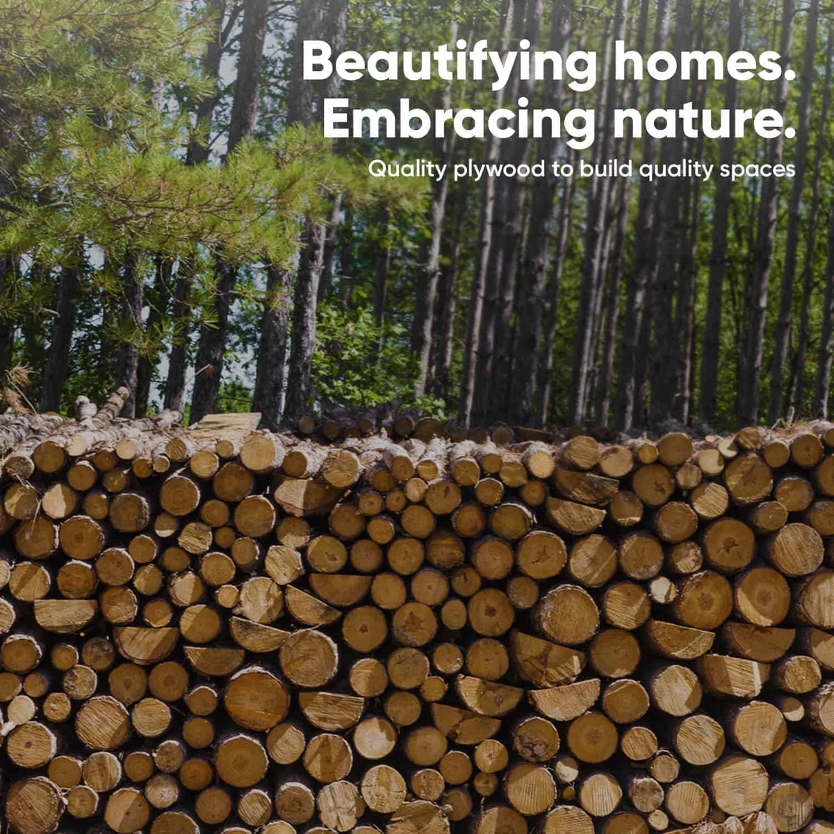 Exploring the Benefits of Agroforestry in the Plywood Industry