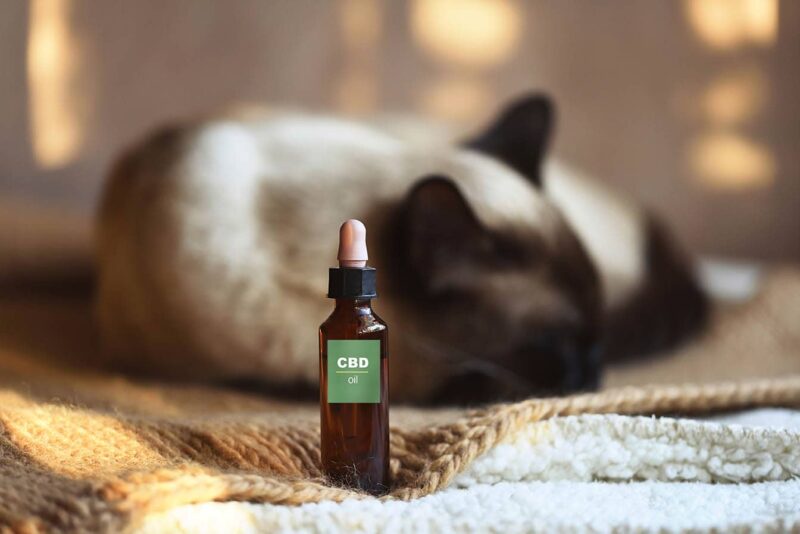 The Science Behind the Oil: Understanding How CBD Works in Cats: