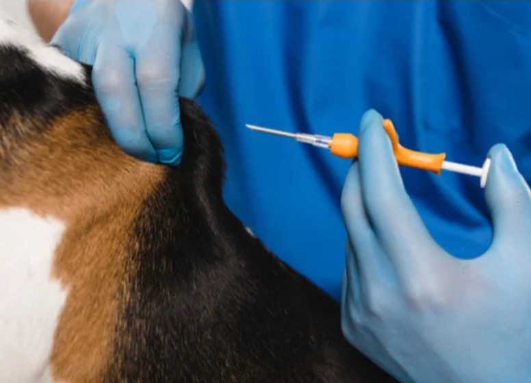 Everything you need to know about microchip registration