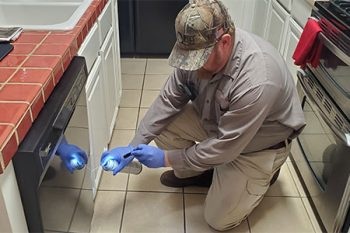 Effective Pest Control Services in Hyderabad