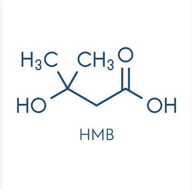 What is Hydroxymethylbutyrate (HMB): The Ugly Truth About HMB That Experts Won't Admit