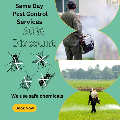 Safe Haven: Effective Pest Control in Broadmeadows