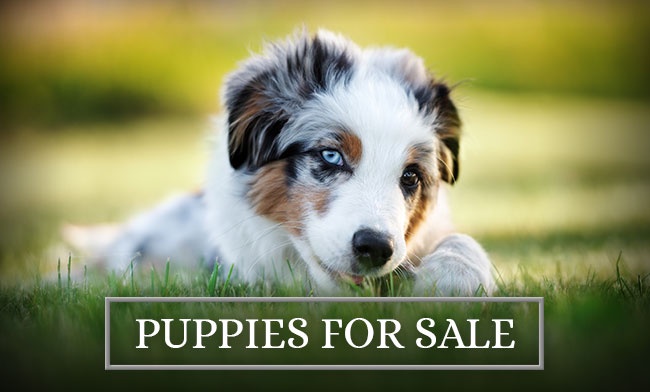 Mini Australian Shepherd for Sale: Small Dog, Big Love Story