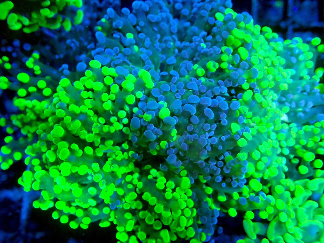 The Role of Coral Frags in Reef Conservation