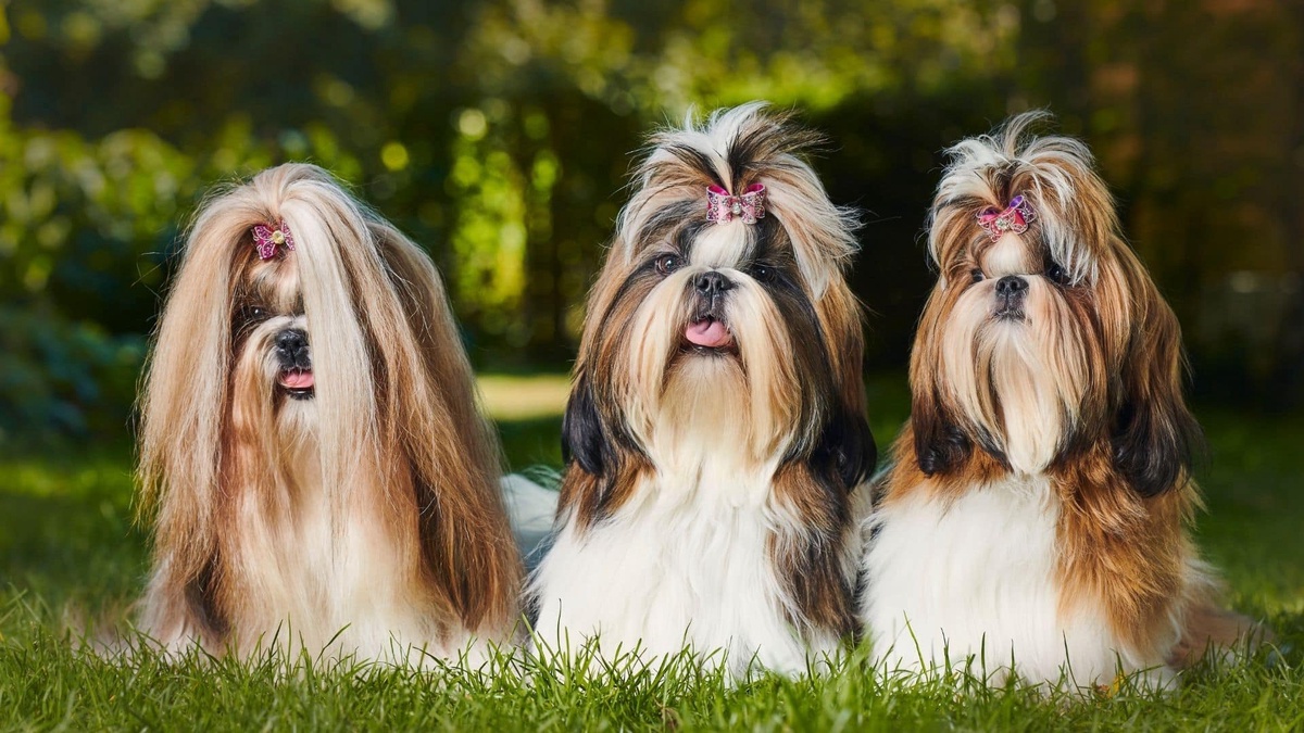 Why Shih Tzu Are the Worst Dog: Exploring the Challenges