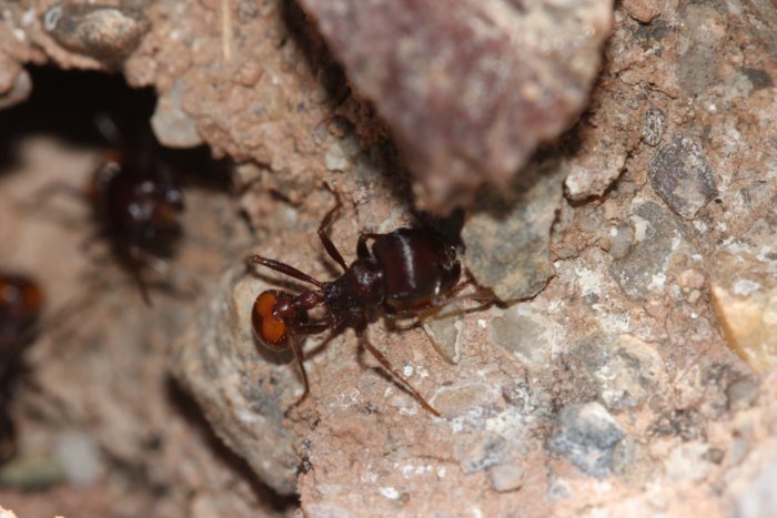 Bee and Wasp Exterminator in Wilton Safeguarding Your Space