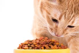 The full Guide to Pet Food: Nutrition and Options for Your Furry Friend