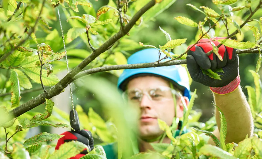 Tree Chipping Services in Kelowna - Sustainable Solutions for Efficient Tree Waste Management