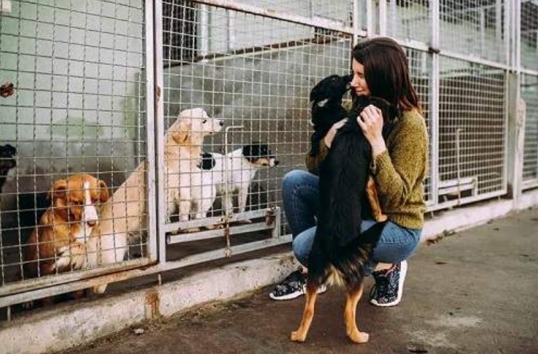 Explore to find international certificate of animal shelter