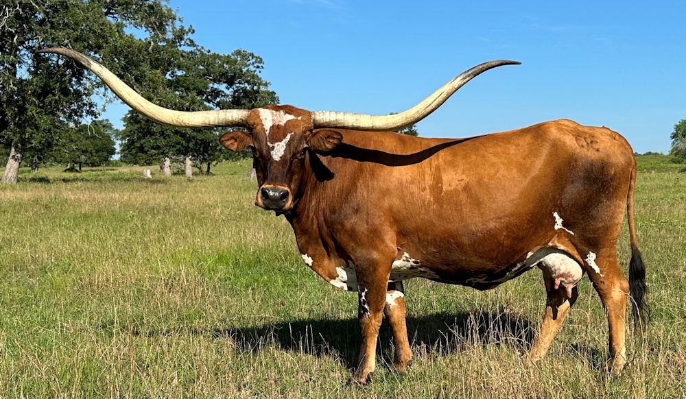Why Texas Longhorn Cattle are a Top Choice for Texas Ranchers