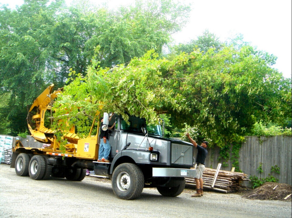 8 Reasons to Choose a Tree Transplanting Service in Saudi Arabia