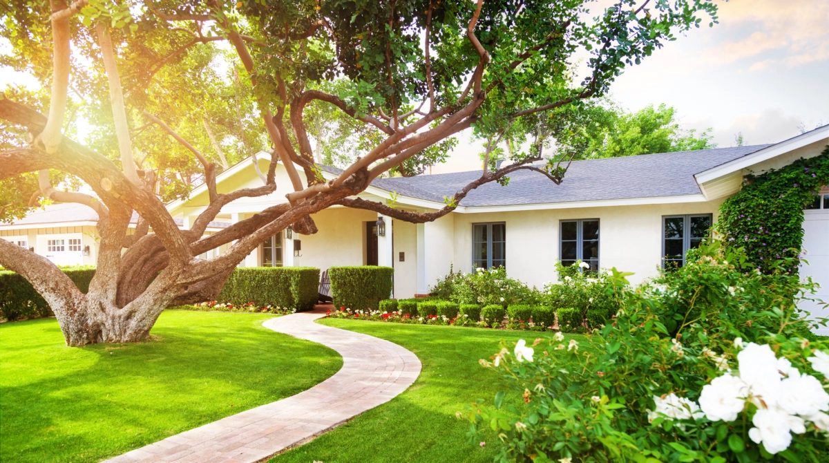 Professional Advice for Pruning Trees and Removing Tree Stumps at Home