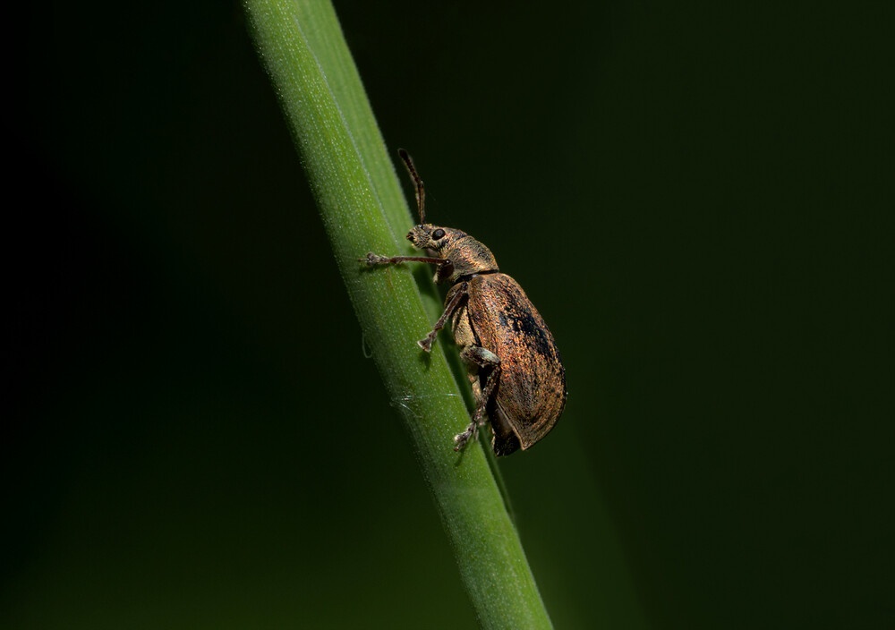 Definitive Guide to Billbug Control in Idaho