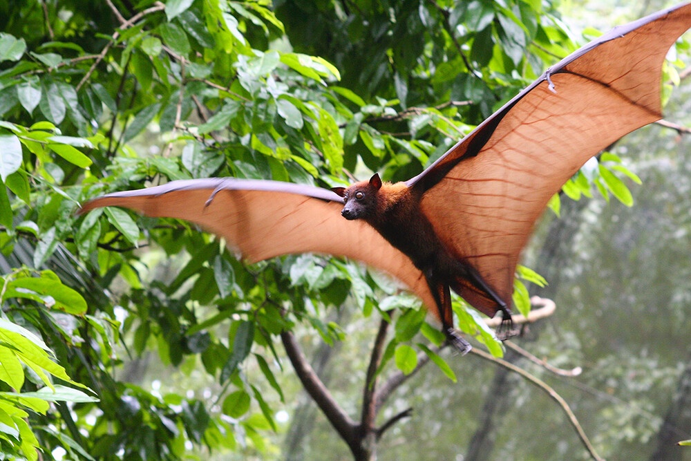 Exploring the Hidden World of Bats