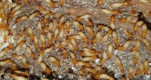 Innovative Solutions Pioneering the Future of Termite Control