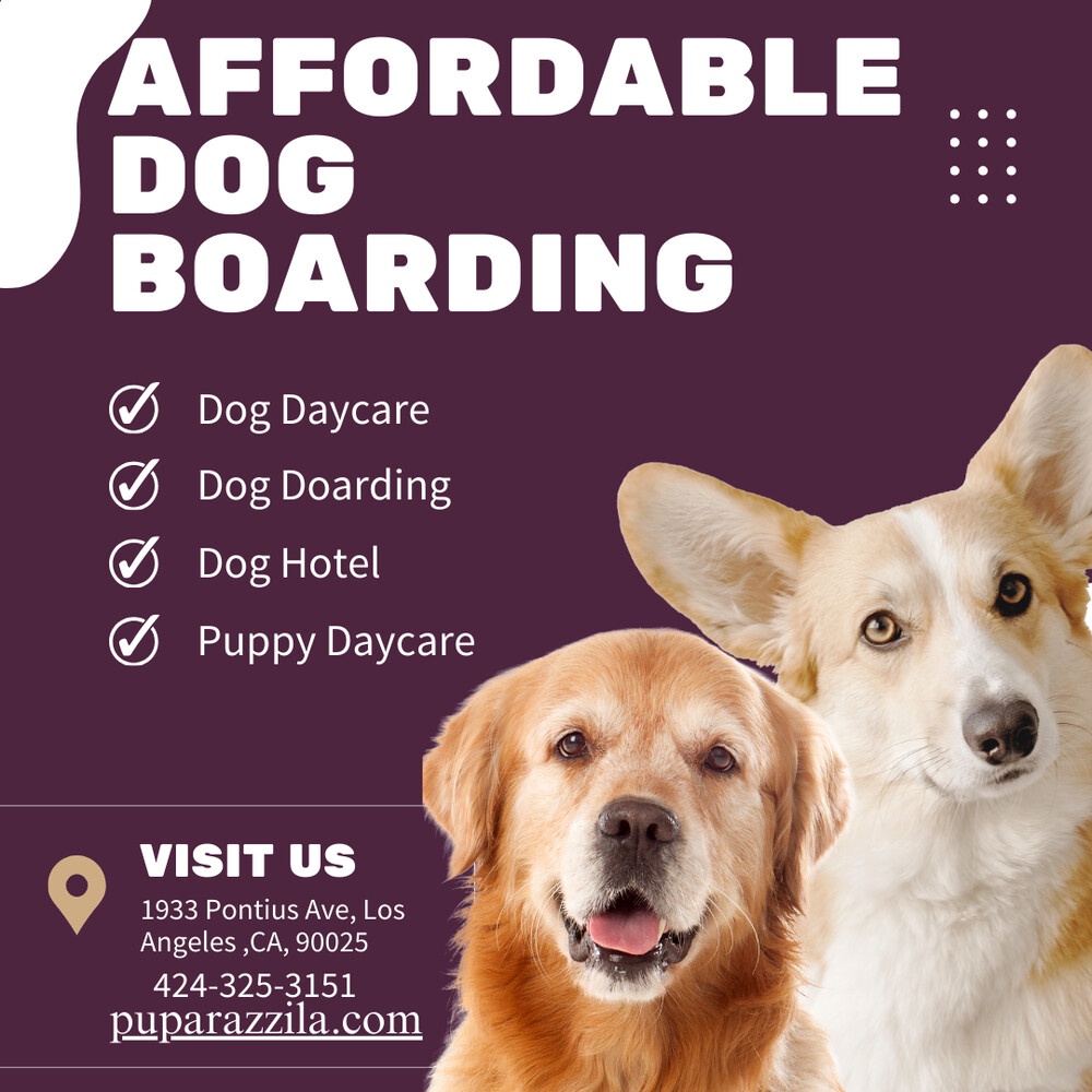 Top Spots for Tail Wags: Find Affordable Dog Boarding You Can Trust