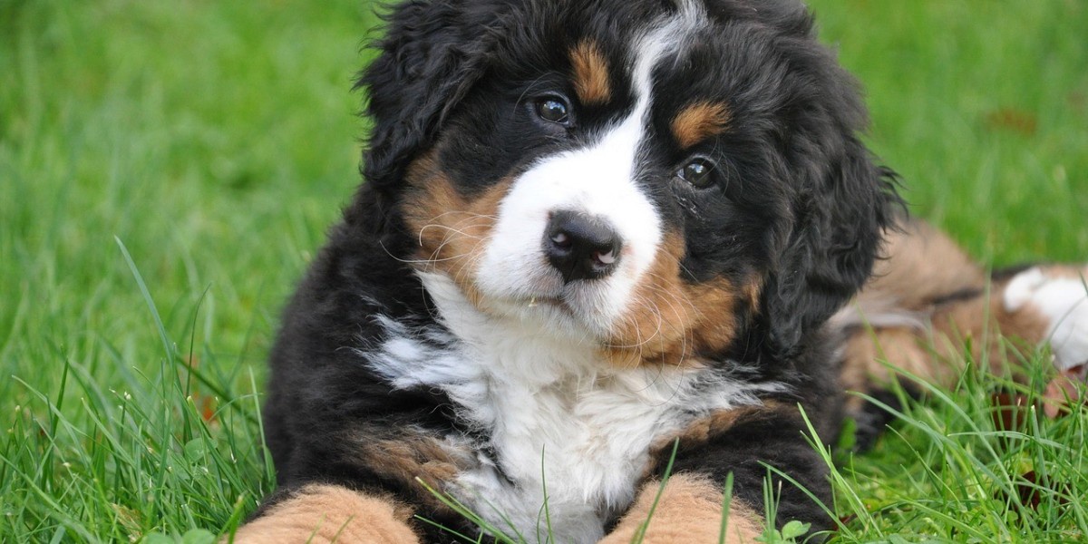 What Should I Ask a Breeder About Health-Tested Bernedoodles?