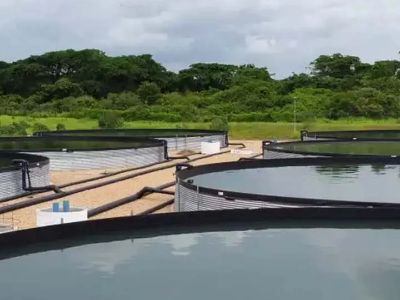 Fish Farming Tanks: Optimizing Space Utilization in Aquaculture Operations