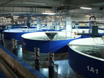 Fish Farming Tanks: Maximizing Productivity in Aquaculture Operations