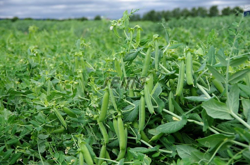 GS-10 Pea Seed: Your Pathway to Sustainable Agriculture