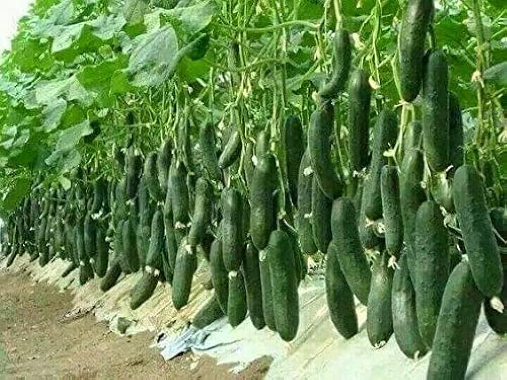 Harvesting Success: Selecting and Planting Cucumber Seeds