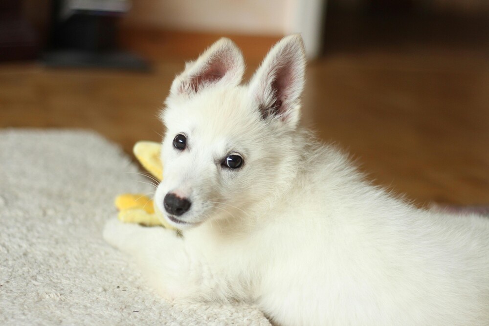Tips for Preparing Your Pets for Back-to-School Season