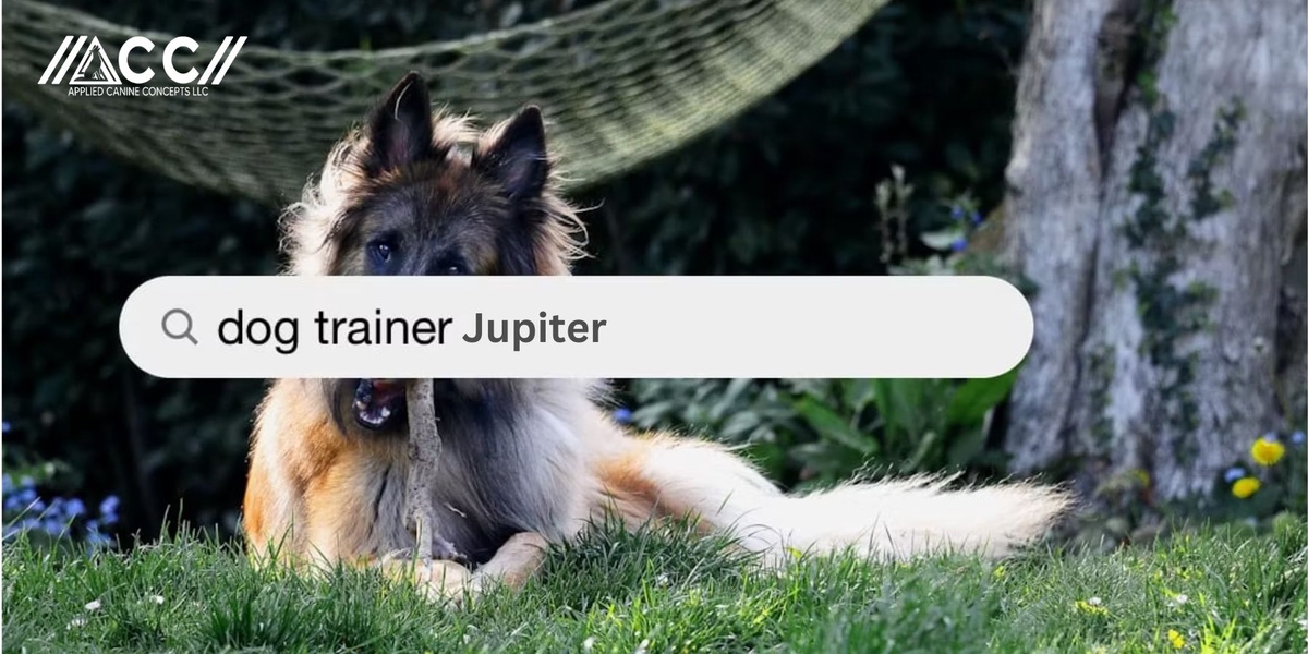 Best Dog Training Service In Jupiter