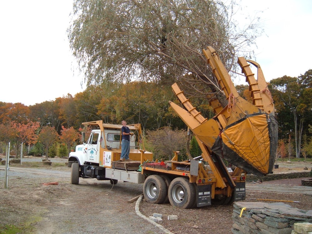 14 Reasons to Choose a Tree Transplanting Service in Saudi Arabia