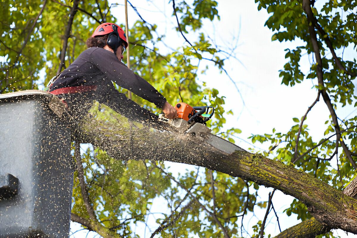 The Hidden Dangers in Your Yard: When Tree Removal Is the Smart Move in Mobile, AL