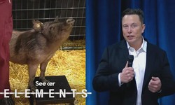 Elon Musk Just Showed Off How Neuralink's Implant Works...in a Pig