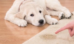 Enrichment Activities To Keep Your Dog Busy